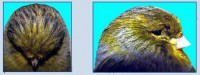 /album/consorts/gloster3-1-jpg/